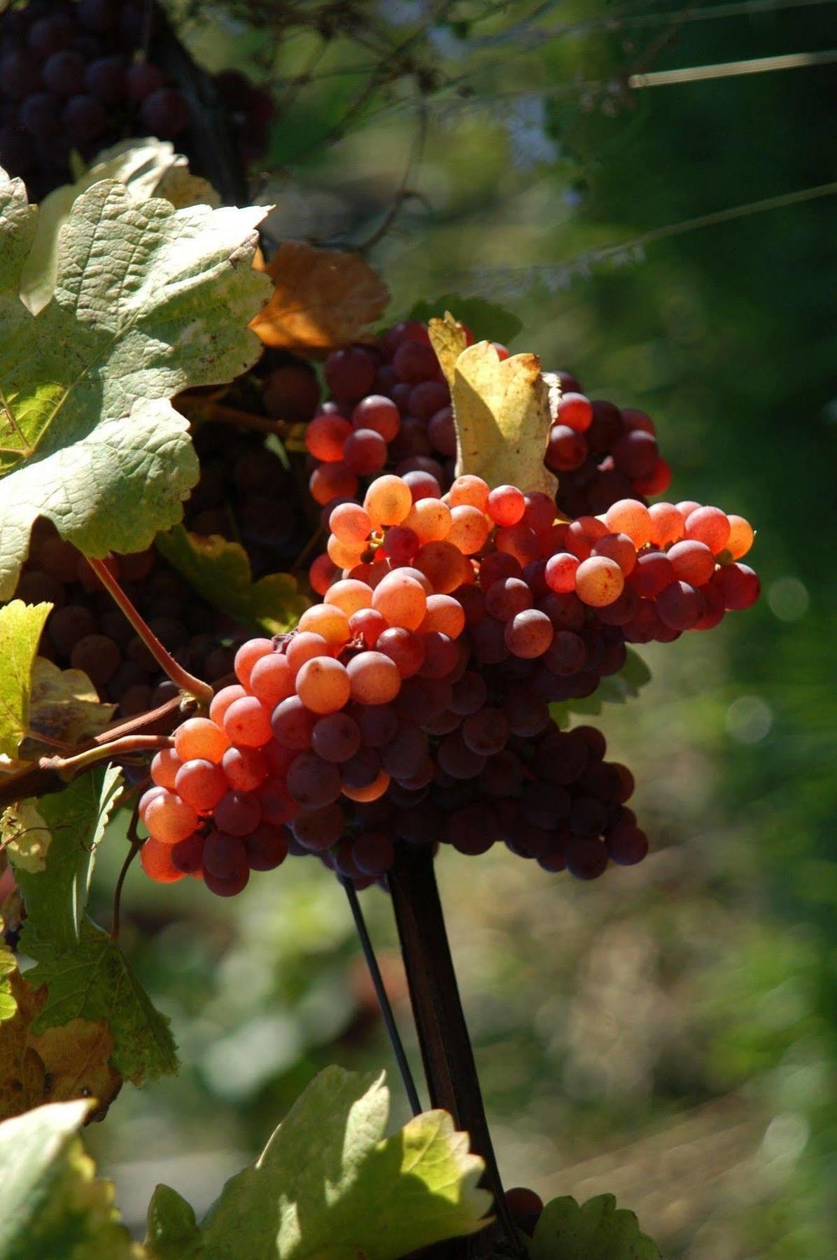 Weingut Primus Suedsteiermark سبفيلد المظهر الخارجي الصورة