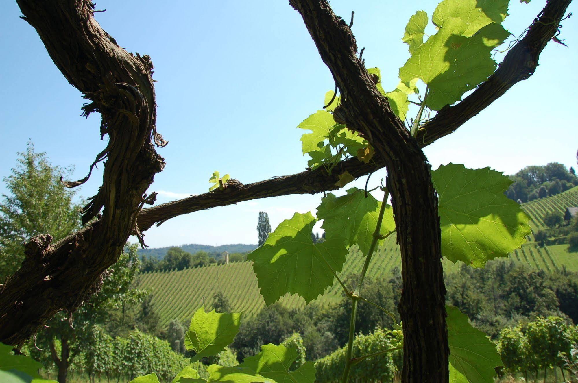 Weingut Primus Suedsteiermark سبفيلد المظهر الخارجي الصورة