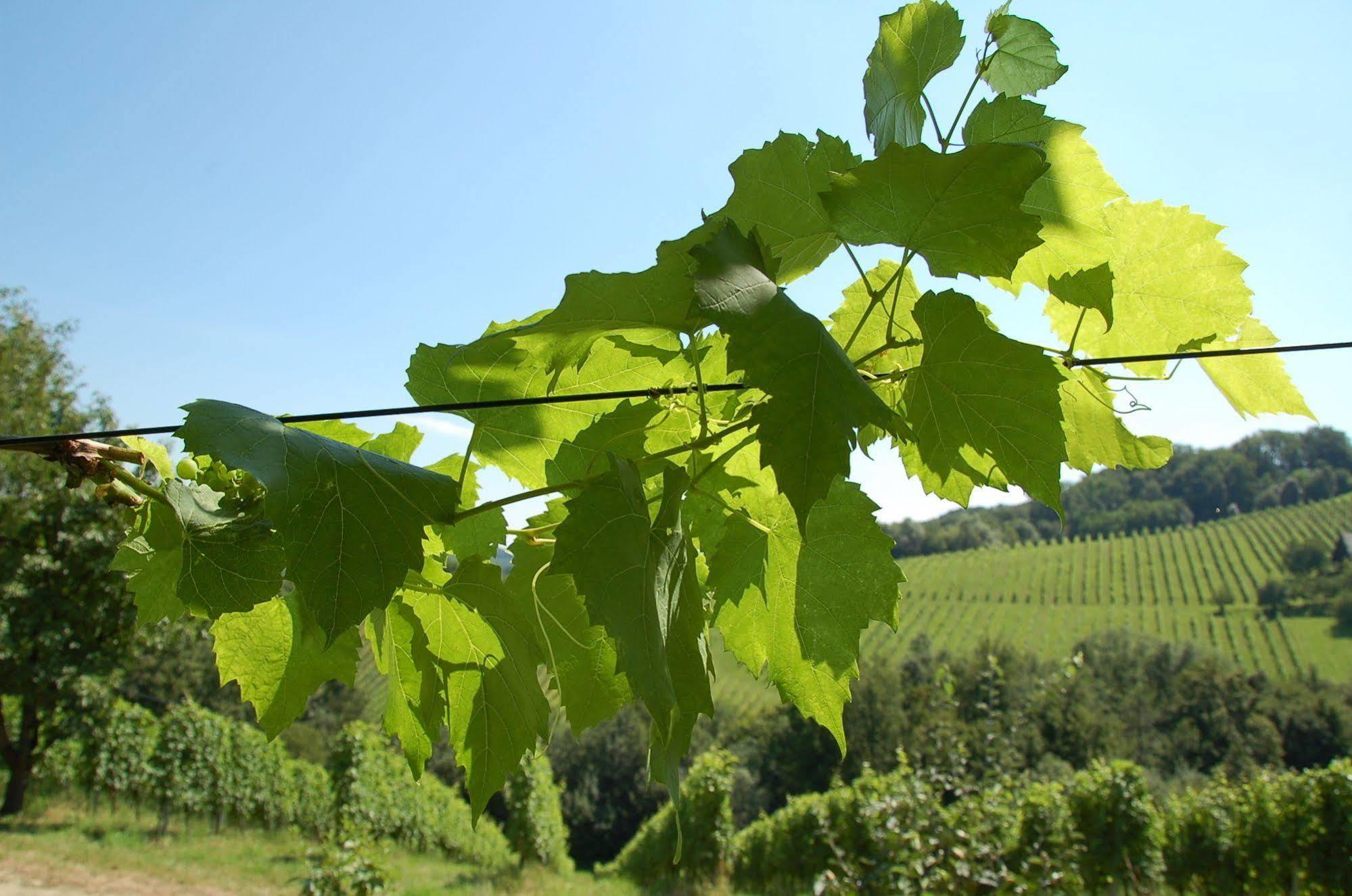 Weingut Primus Suedsteiermark سبفيلد المظهر الخارجي الصورة